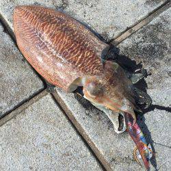 癒しのコウイカちゃん