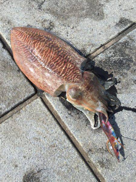 癒しのコウイカちゃん