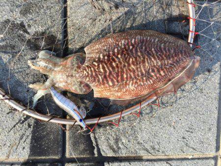 恐るべしビギナーズラック