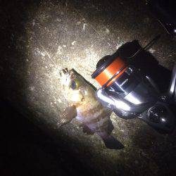 楽しくメバリング