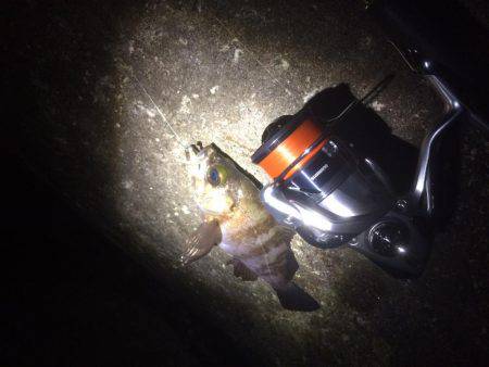 楽しくメバリング