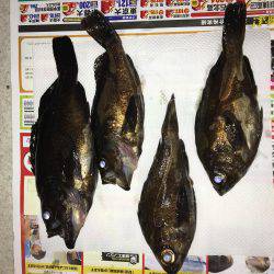 メバルプラッキング