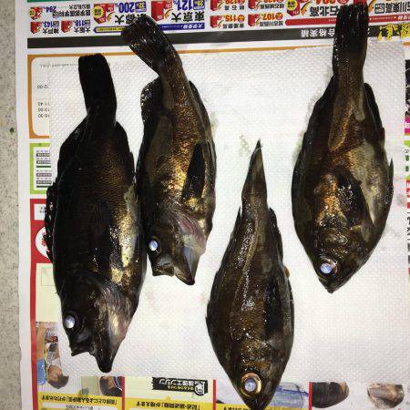 メバルプラッキング