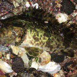 ぷらっとプラッキング