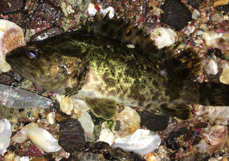 ぷらっとプラッキング