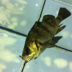 久々のメバリング