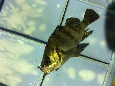 久々のメバリング