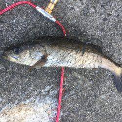 デイシーバス開幕