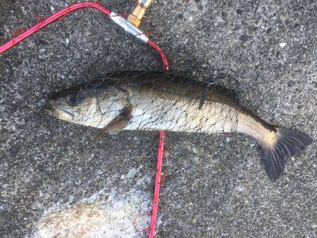 デイシーバス開幕