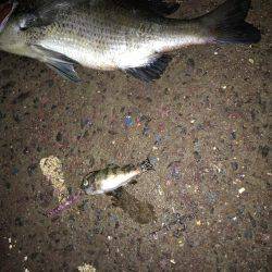 メバルプラッキング