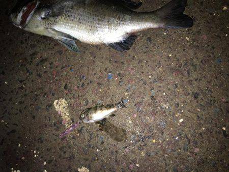 メバルプラッキング