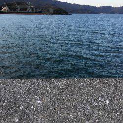 津久見港でデイメバ