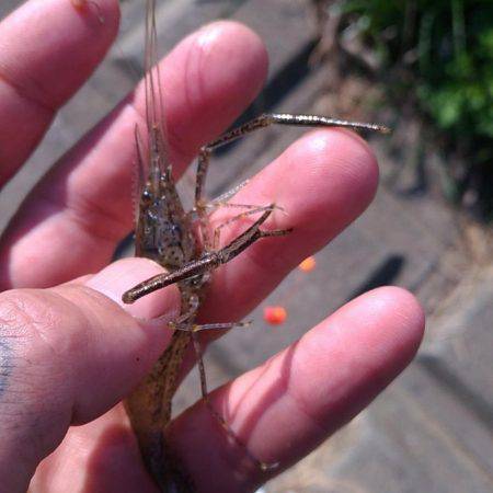 テナガエビ調査釣行in多摩川 まだちょっと…