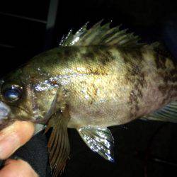 なんとかﾒﾊﾞﾘﾝｸﾞ成立