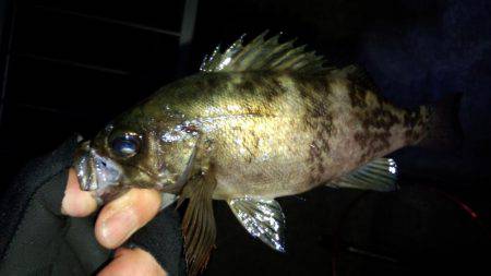 なんとかﾒﾊﾞﾘﾝｸﾞ成立