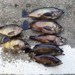 春メバルゲーム