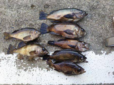 春メバルゲーム