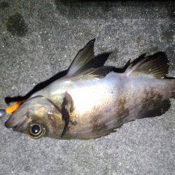 ﾒﾊﾞﾘﾝｸﾞ苦戦