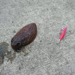 本命釣りたい②