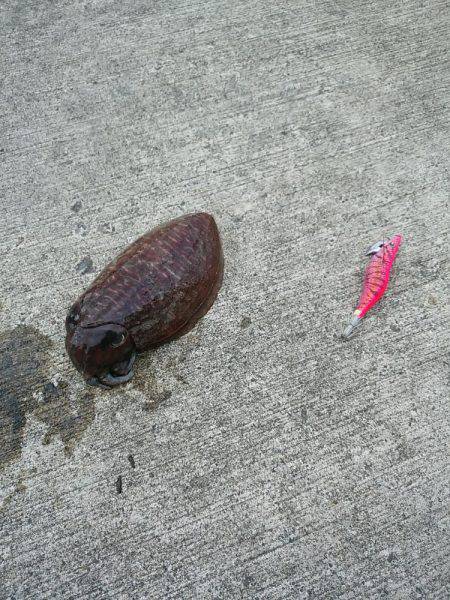 本命釣りたい②