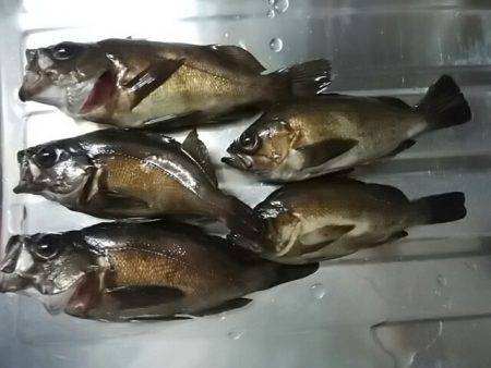 穴釣りのちメバリング