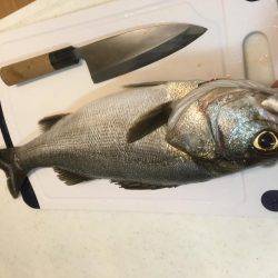 イカは釣れず…