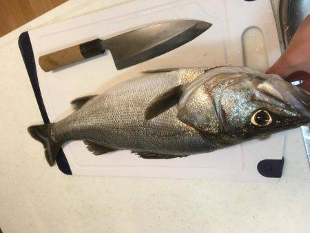 イカは釣れず…