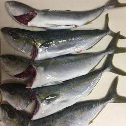 イナダは渋め…