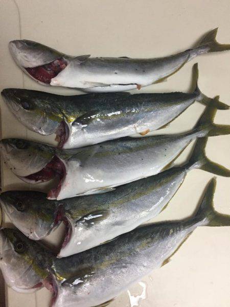 イナダは渋め…