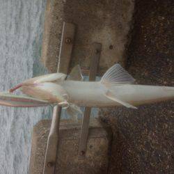 エソワンガシワン