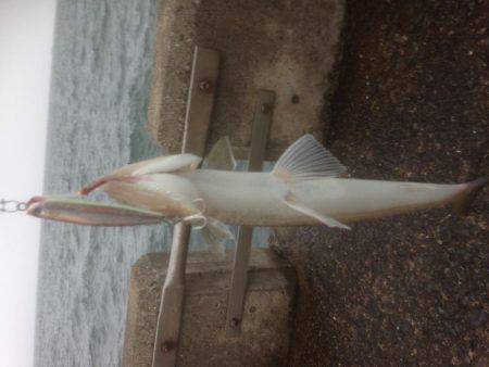 エソワンガシワン