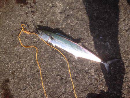 サゴさんサバわん