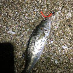 泉南サーフメバリング