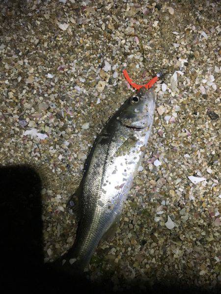 泉南サーフメバリング