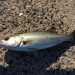 シーバス【セイゴ】