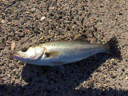 シーバス【セイゴ】