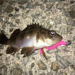 強風下でメバリング