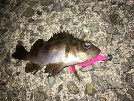 強風下でメバリング