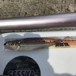 スピンパデビュー戦