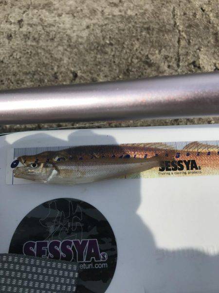 スピンパデビュー戦