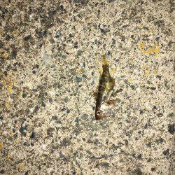 ポートアイランド北公園、マイクロベイトパターンでシーバス