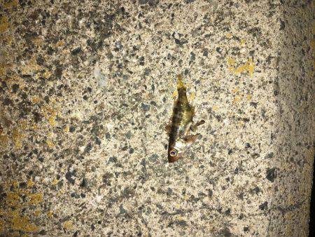 ポートアイランド北公園、マイクロベイトパターンでシーバス