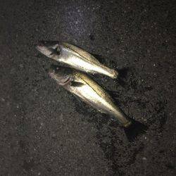 神戸湾奥バチパターン開幕