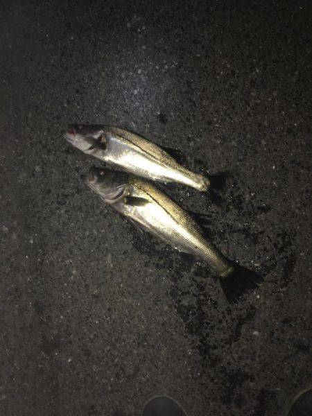 神戸湾奥バチパターン開幕