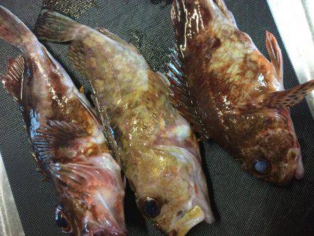 ロックフィッシュショート便で