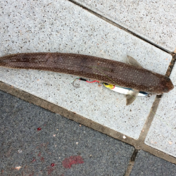 エギング薄し  エソ、ベイト多し