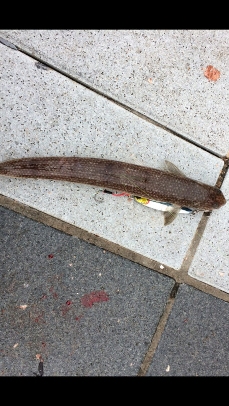 エギング薄し  エソ、ベイト多し