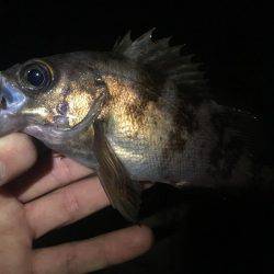 初泉南メバリング