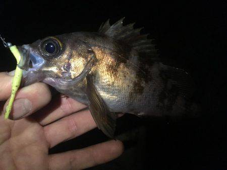 初泉南メバリング