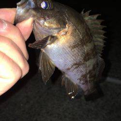 神明間メバリング